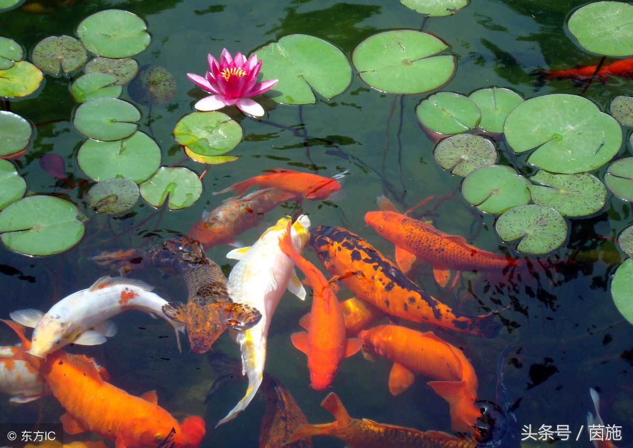 锦鲤转发最简单方法,考试前一天转发锦鲤