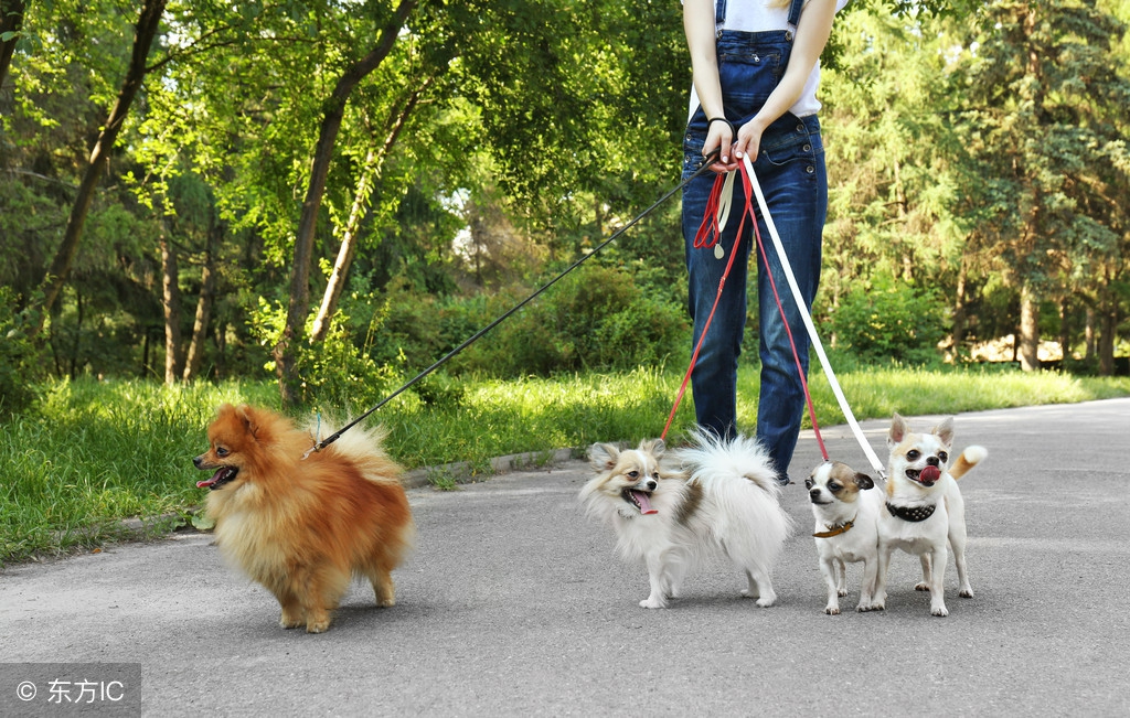 狗狗外出乱跑怎么办,怎么才能让狗狗到处不乱跑