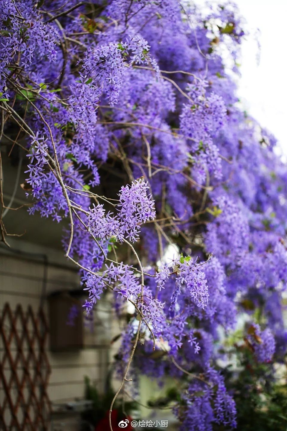 好种植的藤本植物,45种植物图片