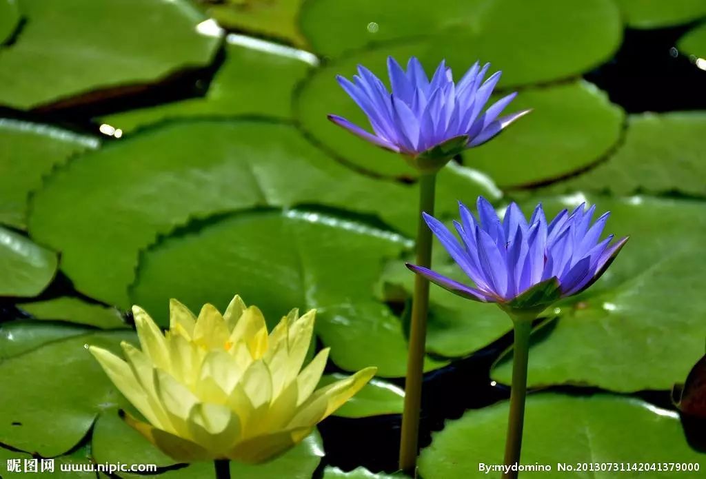 好种植的藤本植物,45种植物图片