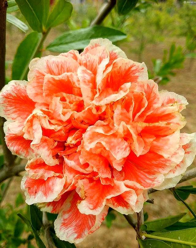 把石榴埋土里培育,石榴盆栽放在家里的正确方法