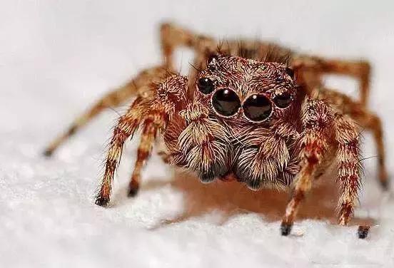 地球上10大最好的家庭伴侣犬,地球上养的宠物有哪些