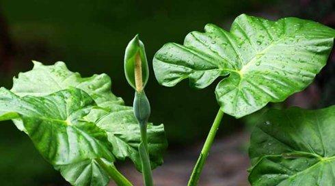 滴水观音茎基部腐烂？可能是浇水浇多了！滴水观音如何浇水？