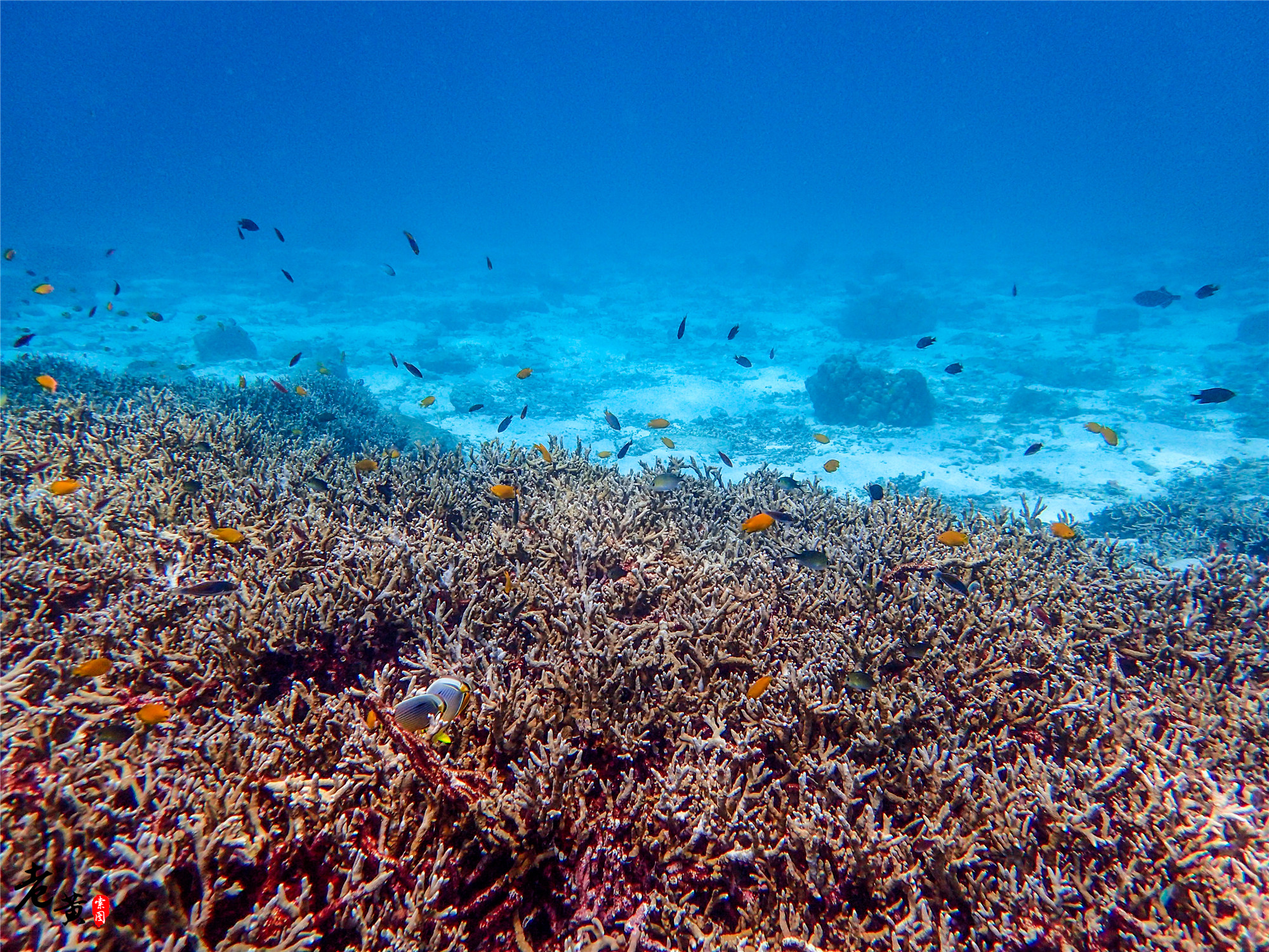 普吉岛深潜在哪里能遇到鱼群风暴,泰国大小皇帝岛潜水