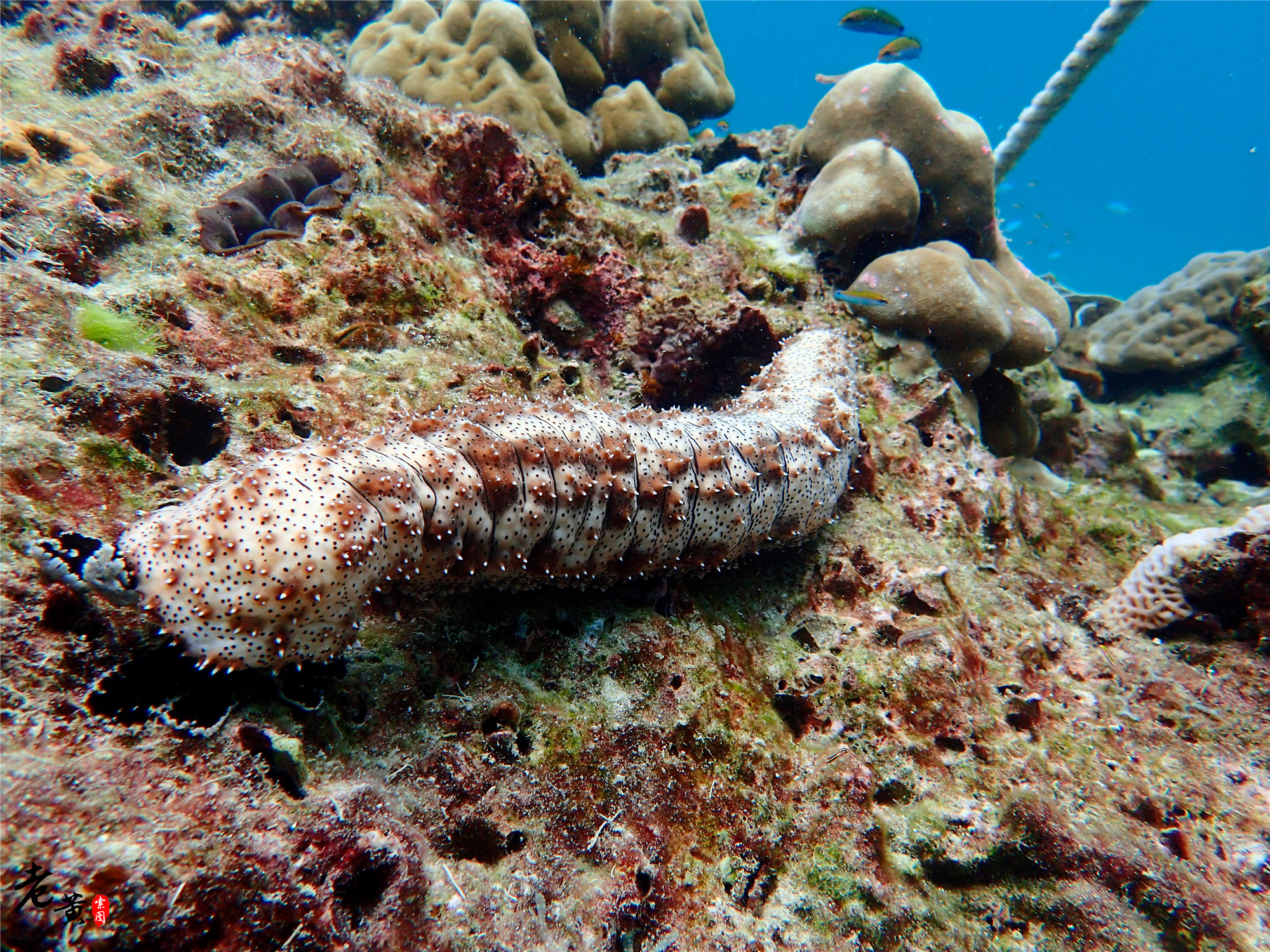 普吉岛深潜在哪里能遇到鱼群风暴,泰国大小皇帝岛潜水