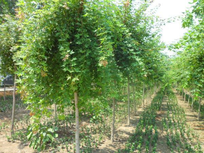 最具潜力的七种苗木,这三种果树不能混栽
