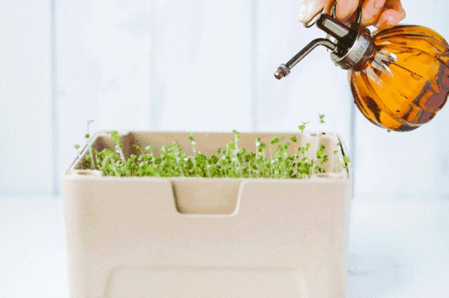 打造小菜园怎么种菜好看,自制阳台立体小菜园