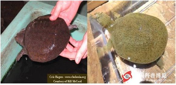 龟鳖目动物大全及图片,所有龟鳖类动物