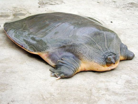 科普龟类知识视频展示,所有龟鳖类动物