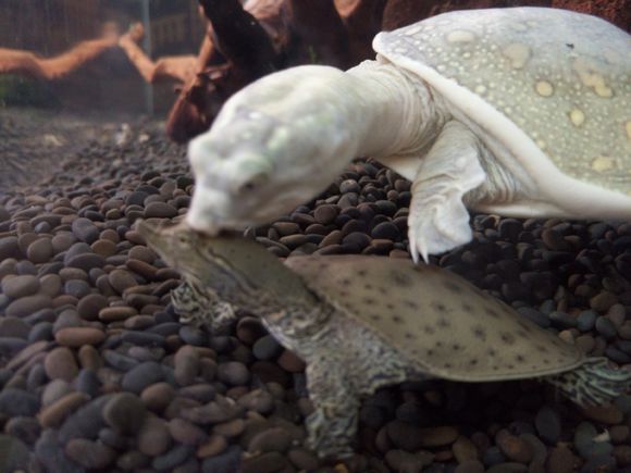 科普龟类知识视频展示,所有龟鳖类动物