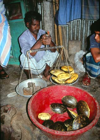 龟鳖目动物大全及图片,所有龟鳖类动物