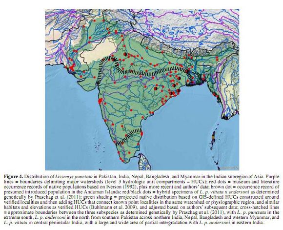 科普龟类知识视频展示,所有龟鳖类动物