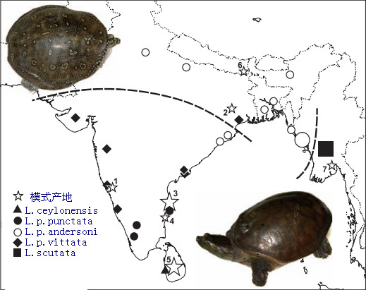 科普龟类知识视频展示,所有龟鳖类动物