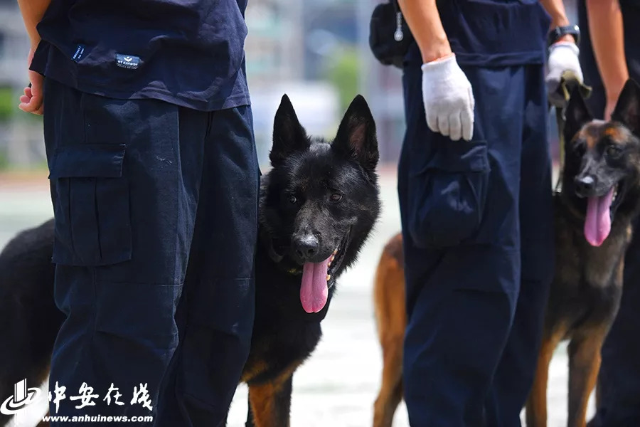 镜头里的初夏有多美好,镜头里的夏至