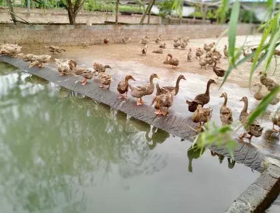 贵州鸭业,贵州鸭农业