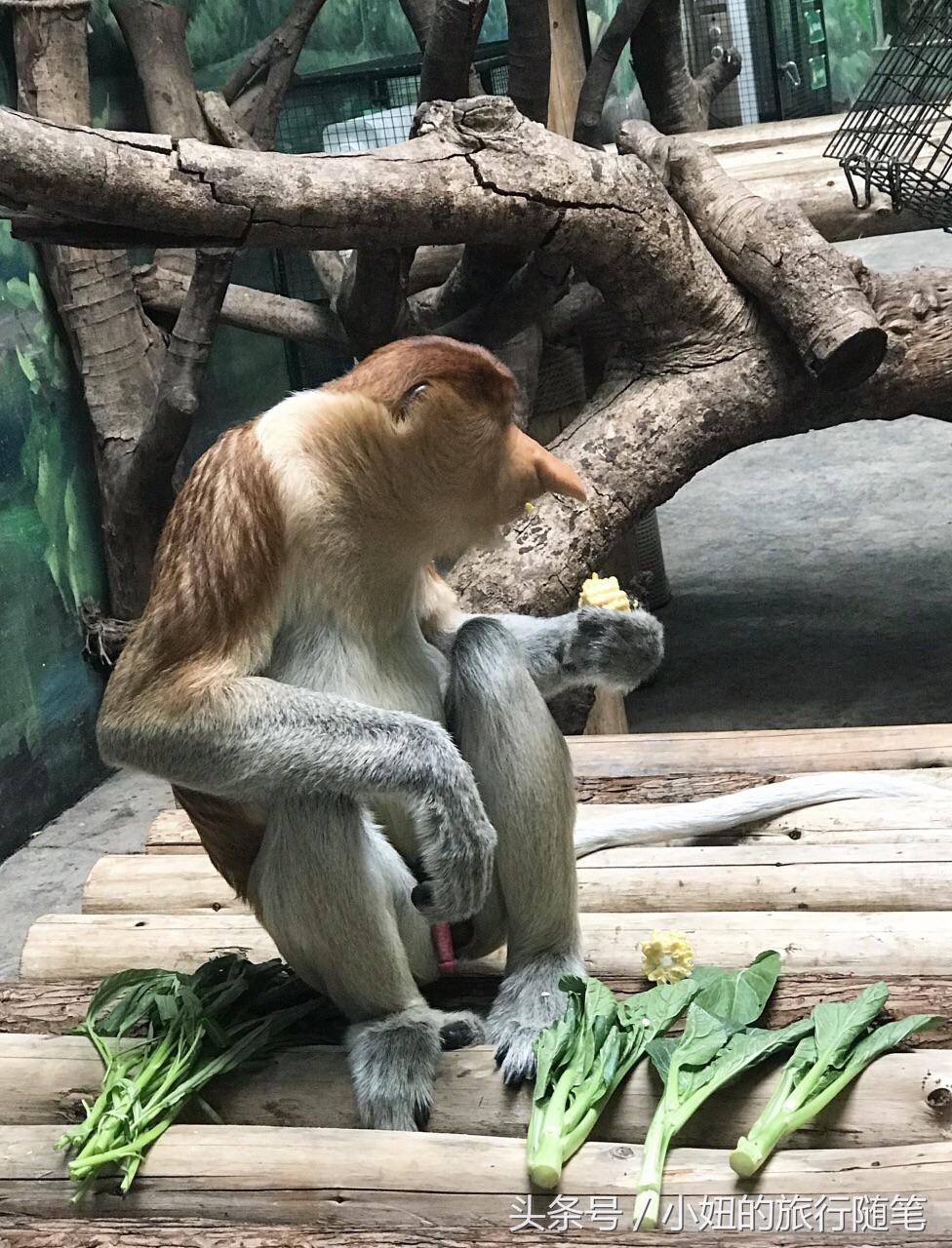 国内哪个动物园有考拉,广州长隆野生动物园考拉馆介绍