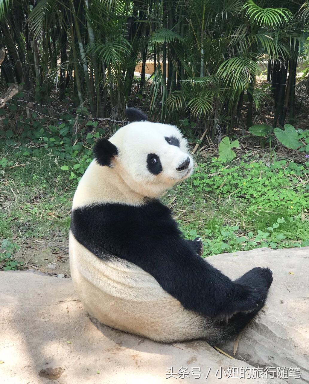 国内哪个动物园有考拉,广州长隆野生动物园考拉馆介绍