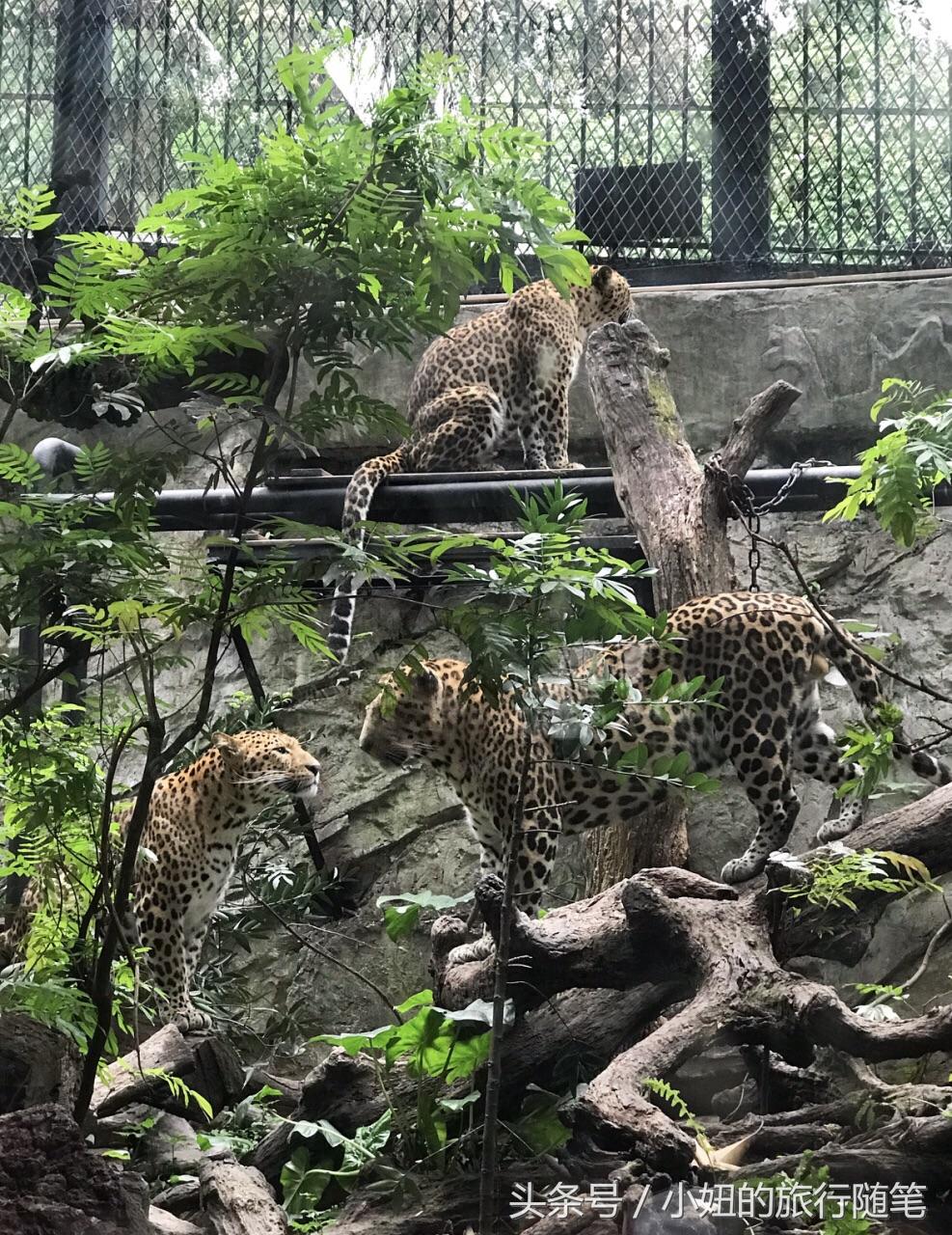 全国唯一可以看考拉的动物园,考拉野生动物园