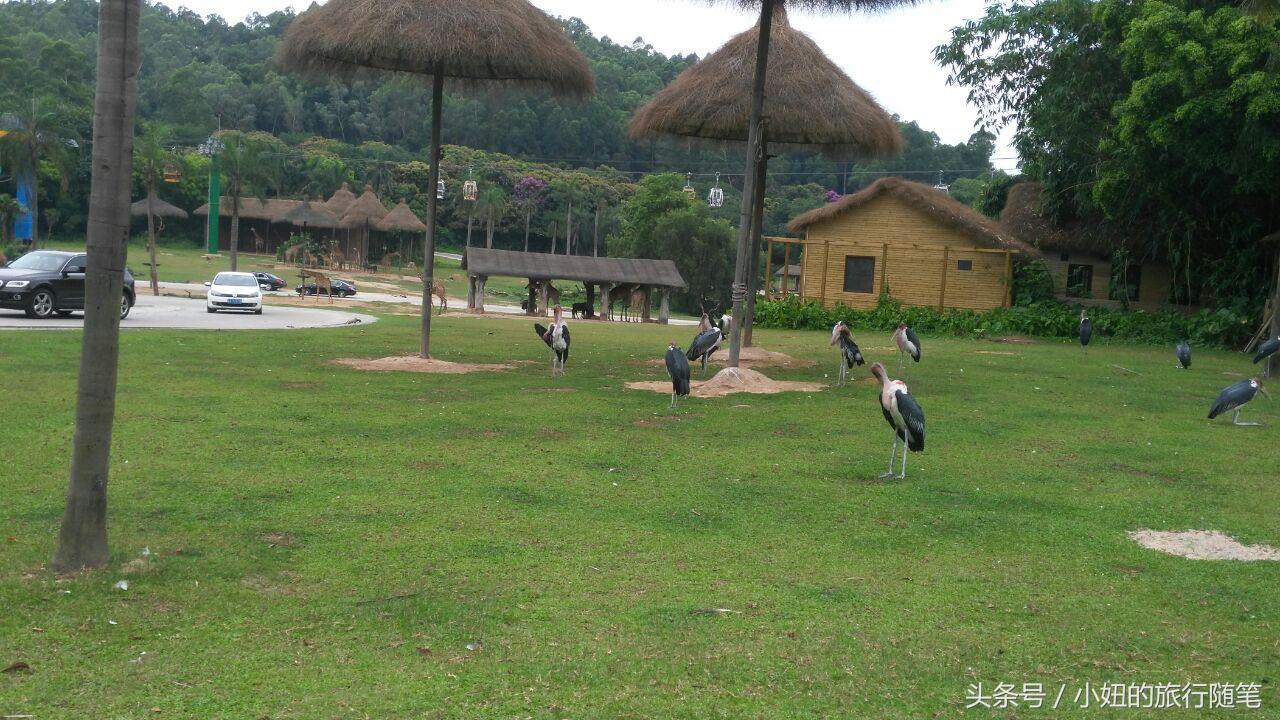 考拉最多的动物园,长隆动物园考拉园