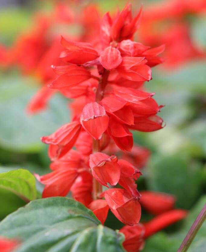 可以吸甜水的花是什么花,可以吸甜水的花