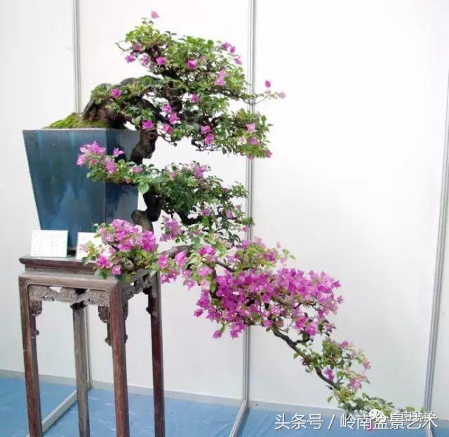 精品掌中宝三角梅盆景,顶级国宝级三角梅盆景