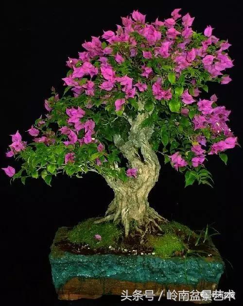 精品掌中宝三角梅盆景,顶级国宝级三角梅盆景