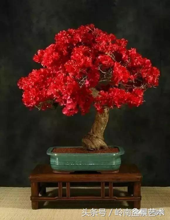 精品掌中宝三角梅盆景,顶级国宝级三角梅盆景