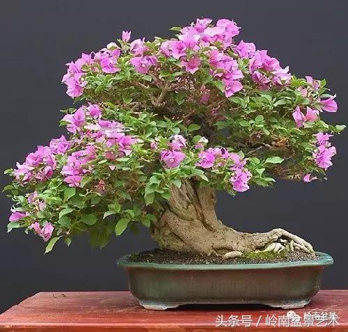 精品掌中宝三角梅盆景,顶级国宝级三角梅盆景