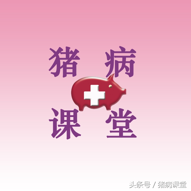 母猪产后4天还排脓怎么办,母猪产后流脓最佳治疗方法