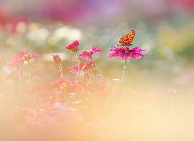 所有人,200株菊花苗,送你养!金菊报秋时,等你来参赛!