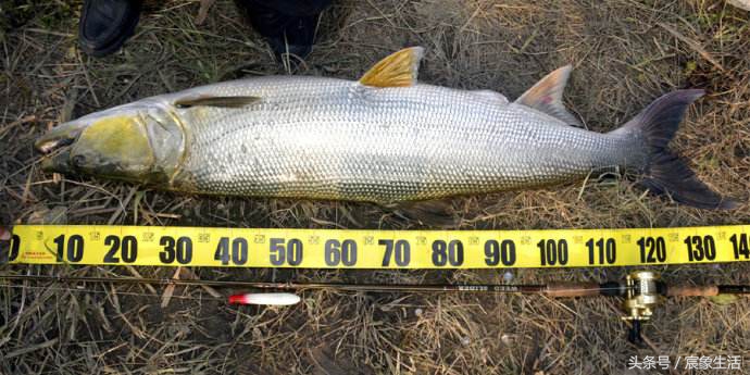 钓鱼零基础台钓知识大全,淡水鱼品种及习性大图