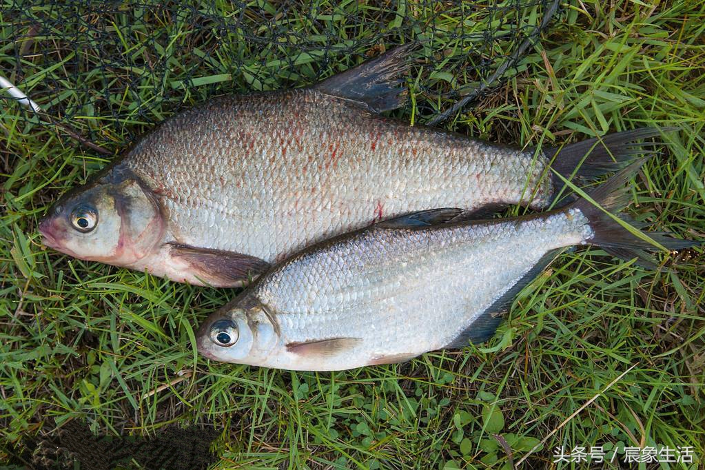 钓鱼零基础台钓知识大全,淡水鱼品种及习性大图