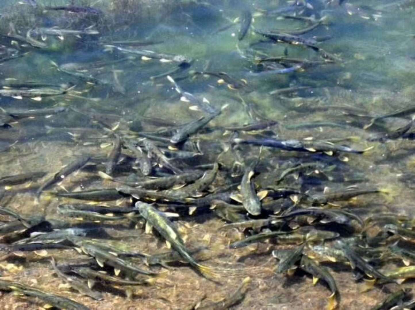 这种鱼很多人没吃过肉质细嫩鲜美,肉质鲜美但是濒临灭绝的鱼