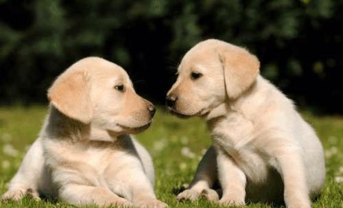 养狗小技巧之拉布拉多怎么训练,养狗养金毛拉布拉多还是边牧好