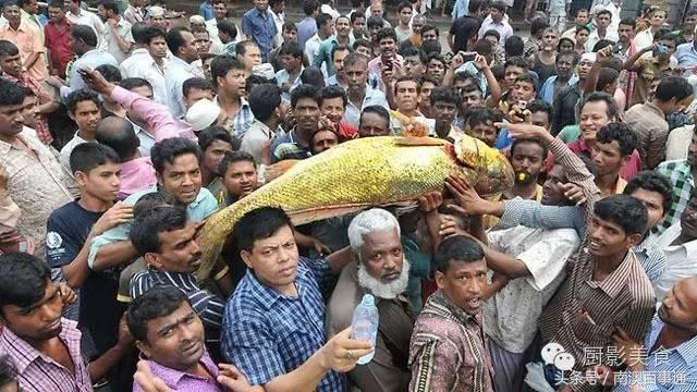 汕头南澳金钱鮸,最贵鮸鱼