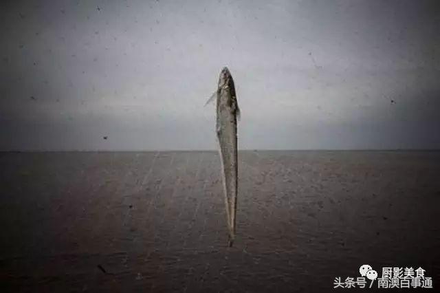 汕头南澳金钱鮸,最贵鮸鱼