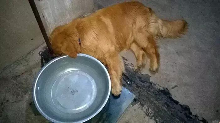 幼犬金毛吃多了会怎样,金毛吃多了拉稀需要禁食吗