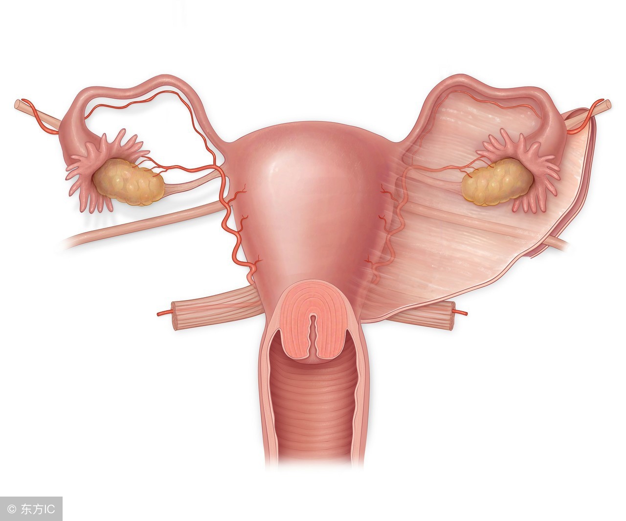 阿米巴性宫颈炎严重还会出血、溃疡等情况，需注意