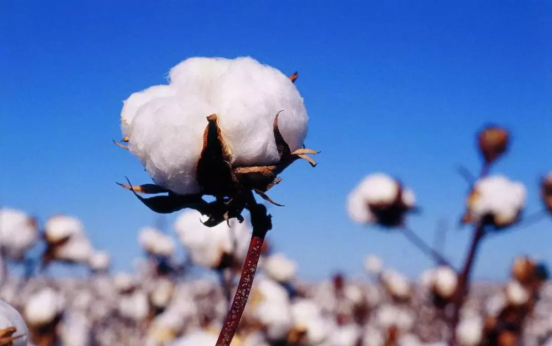 埃及长绒棉毛巾的优点,埃及长绒棉毛巾纯棉