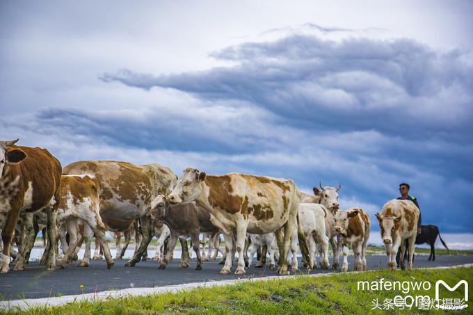 内蒙古赤峰达里湖旅游攻略,赤峰达里湖景区