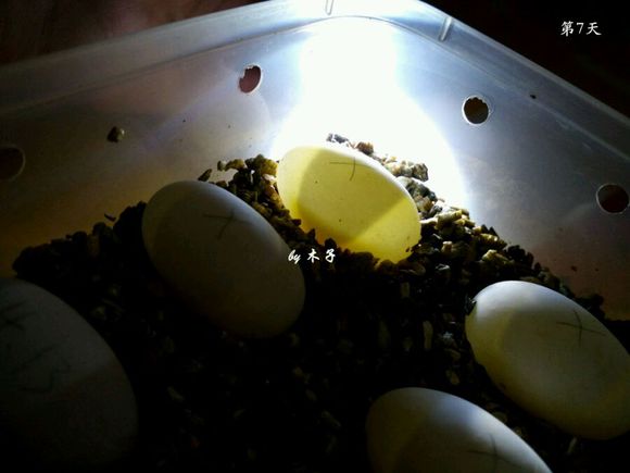 草龟繁殖经验分享孵蛋40天破壳,草龟孵化及幼龟养殖