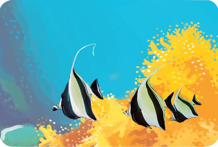 热带海底漂亮的蝴蝶鱼,多彩海鱼蝴蝶鱼