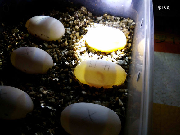 草龟繁殖经验分享孵蛋40天破壳,草龟孵化及幼龟养殖