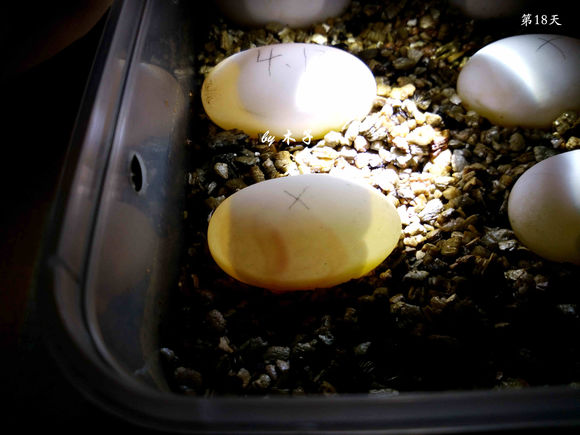 草龟繁殖经验分享孵蛋40天破壳,草龟孵化及幼龟养殖