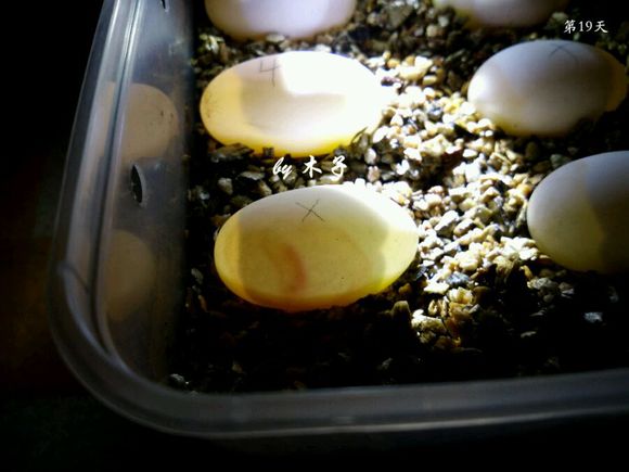 草龟繁殖经验分享孵蛋40天破壳,草龟孵化及幼龟养殖