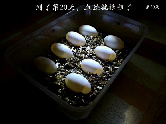 草龟繁殖经验分享孵蛋40天破壳,草龟孵化及幼龟养殖