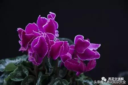 家中养什么花聚财旺家保平安,聚财旺家保平安