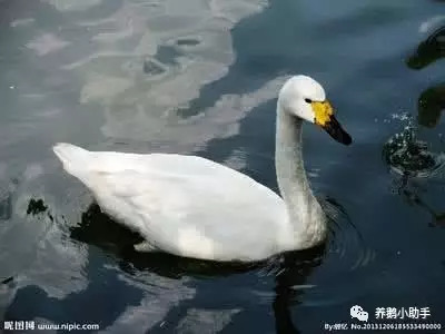 养鹅卖多少钱一斤才能保本,鹅养几个月卖最赚钱