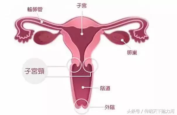 在没遇上卵子的精子，你知道最后都去哪儿了吗？