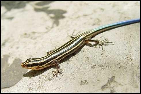 四脚蛇生长周期,野生四脚蛇能长多大